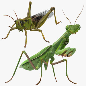 3D grasshopper mantis rigged