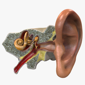 3D model anatomy human ear