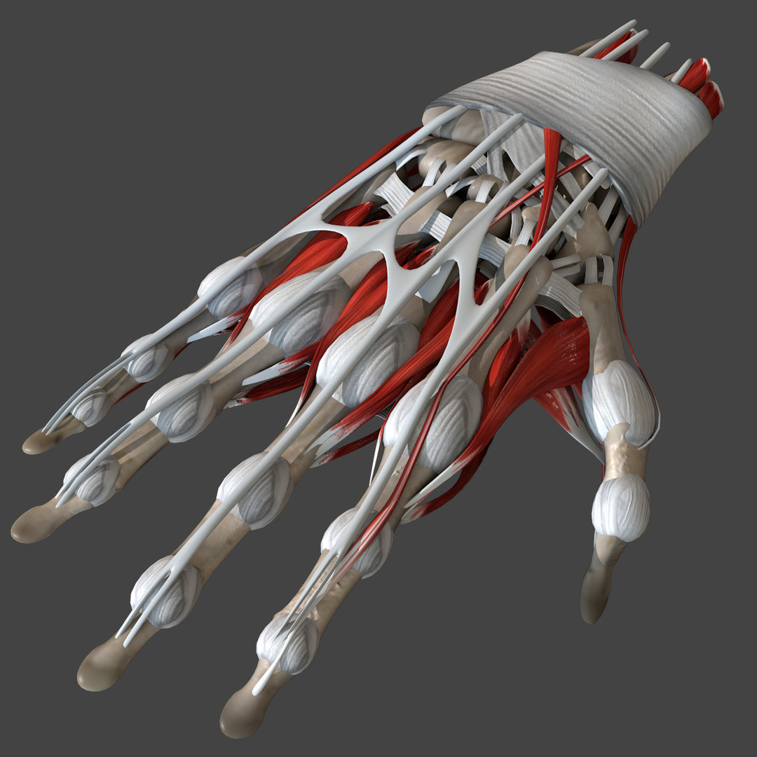 Human hand anatomy bones 3D model TurboSquid 1520188