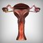 3D reproductive female vagina model