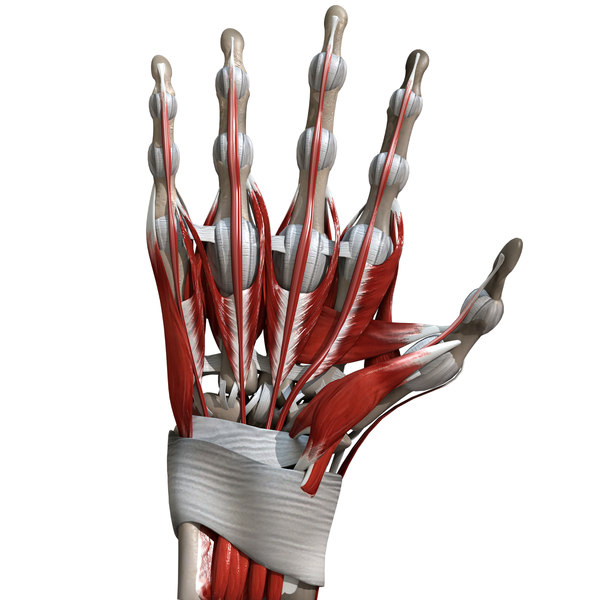 Human hand anatomy bones 3D model - TurboSquid 1520188