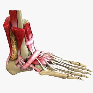 3D human foot