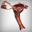 3D reproductive female vagina model
