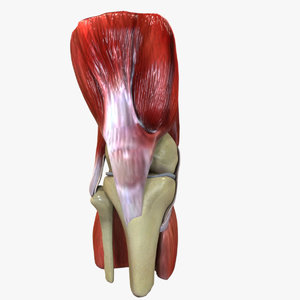knee ligaments bones 3D model