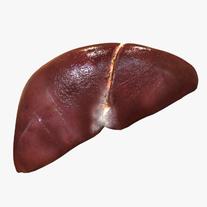 human liver model