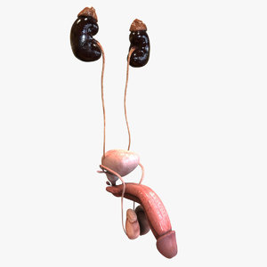 male reproductive urinary systems 3D model