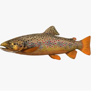 brown trout 3D model