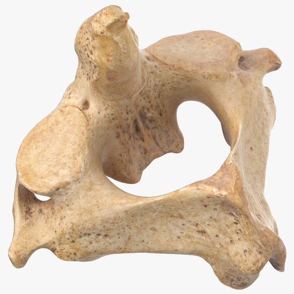 Cervical Vertebrae C2 Axis 3d Model Turbosquid