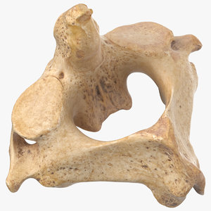 cervical vertebrae c2 axis 3D model