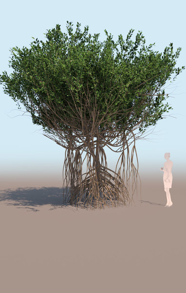 mangrove bushes 3d model