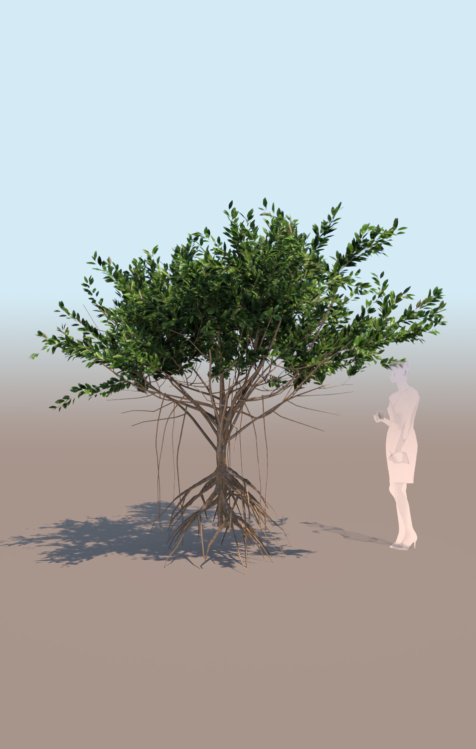 mangrove tree c rhizophora mangle 3d model3d模型