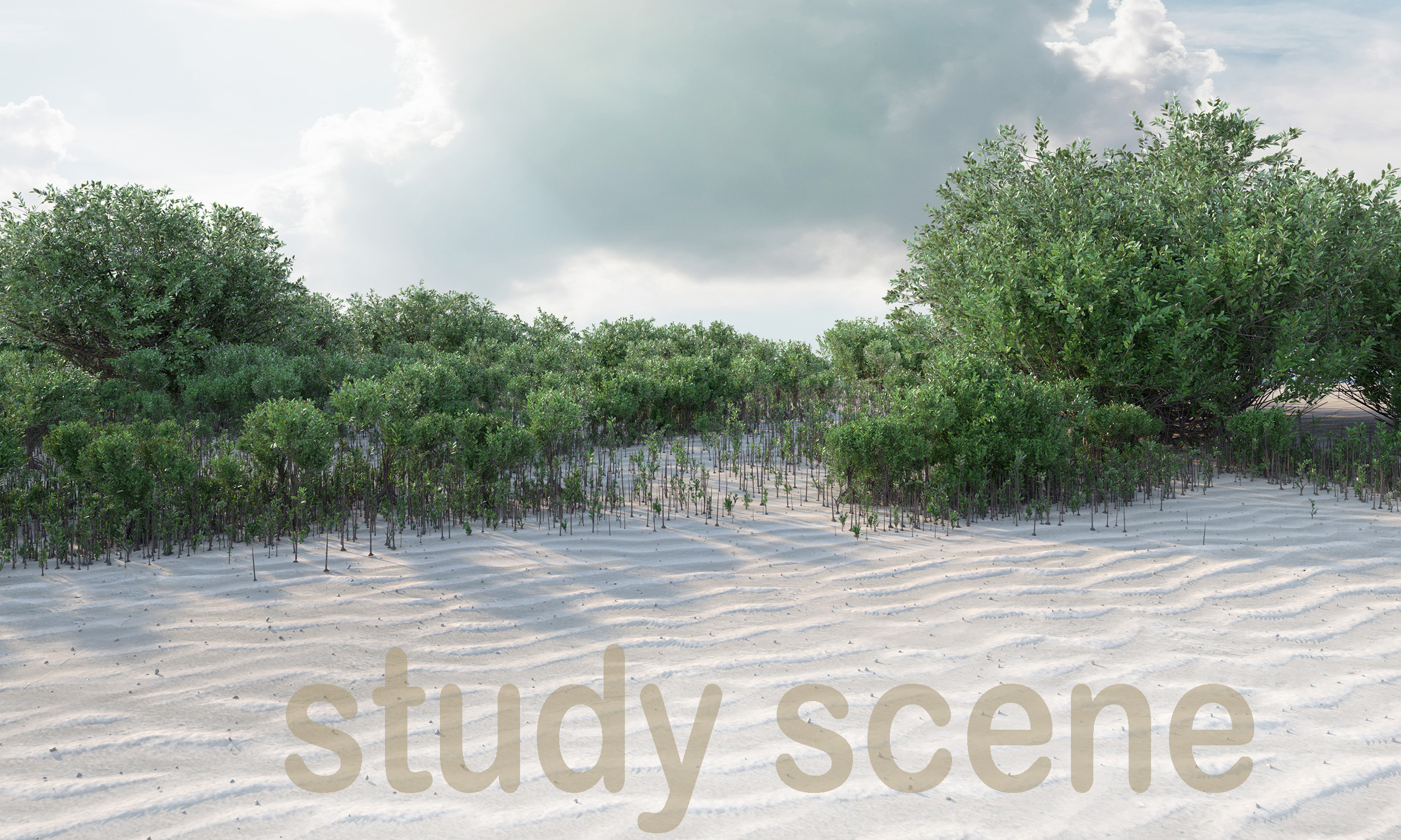 mangrove tree c rhizophora mangle 3d model3d模型