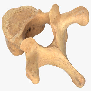 3D model thoracic vertebrae th1 th12