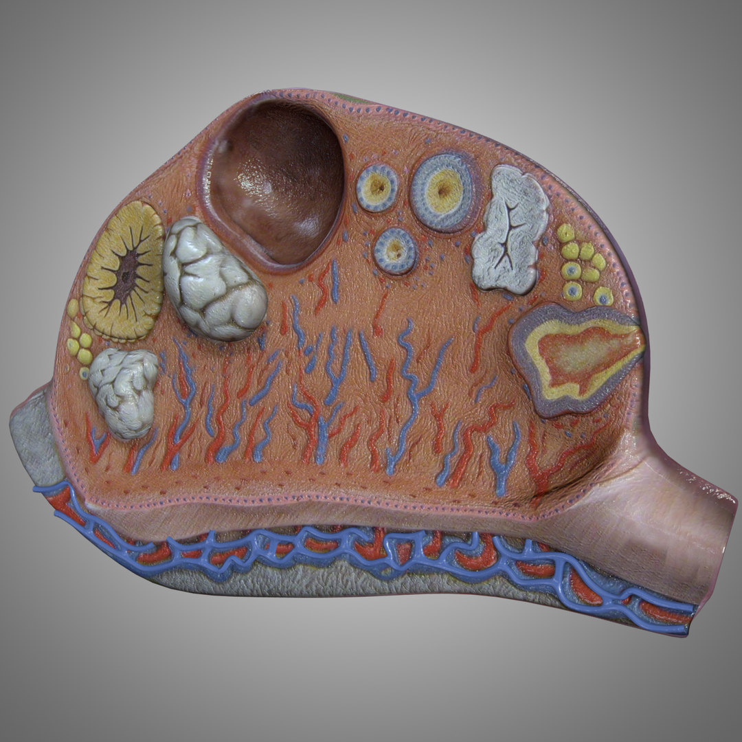 Anatomy ovary 3D - TurboSquid 1520711