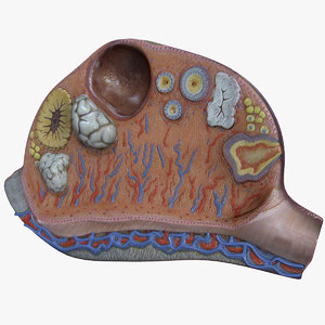 anatomy ovary 3D