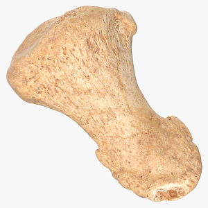 distal phalanx bone big model