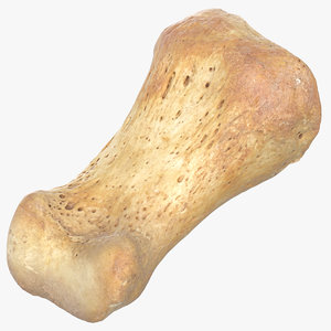 proximal phalanx bone big 3D model