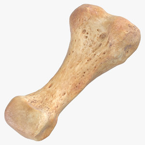 3D model proximal phalanx bone middle