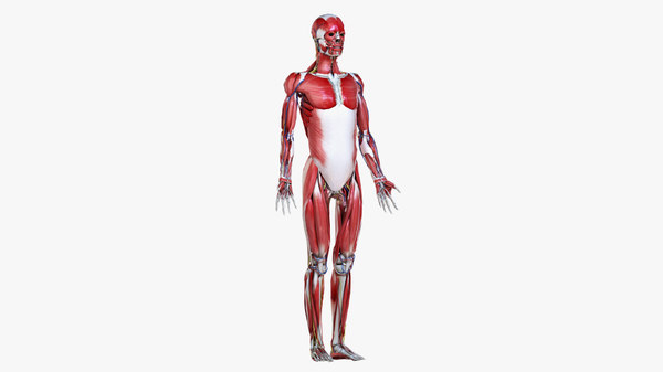 3D set male female anatomy - TurboSquid 1520943