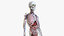 3D set male female anatomy