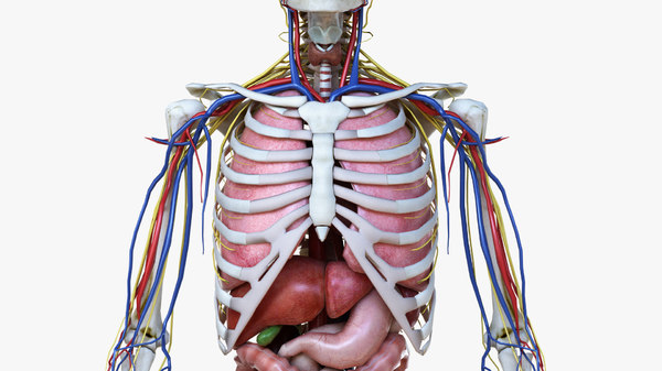 3D set male female anatomy - TurboSquid 1520943