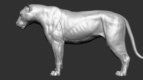 3D tiger vfx zbrush sculpt - TurboSquid 1521066