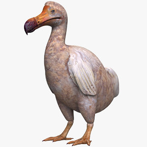 max dodo bird