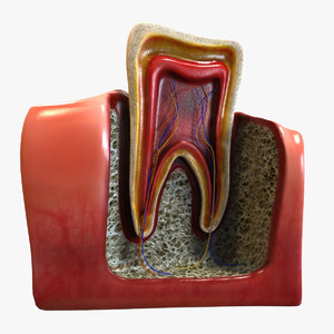 teeth anatomy 3D model