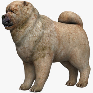 3D dog animal mammal model