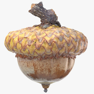 Acorn 3d Models For Download Turbosquid