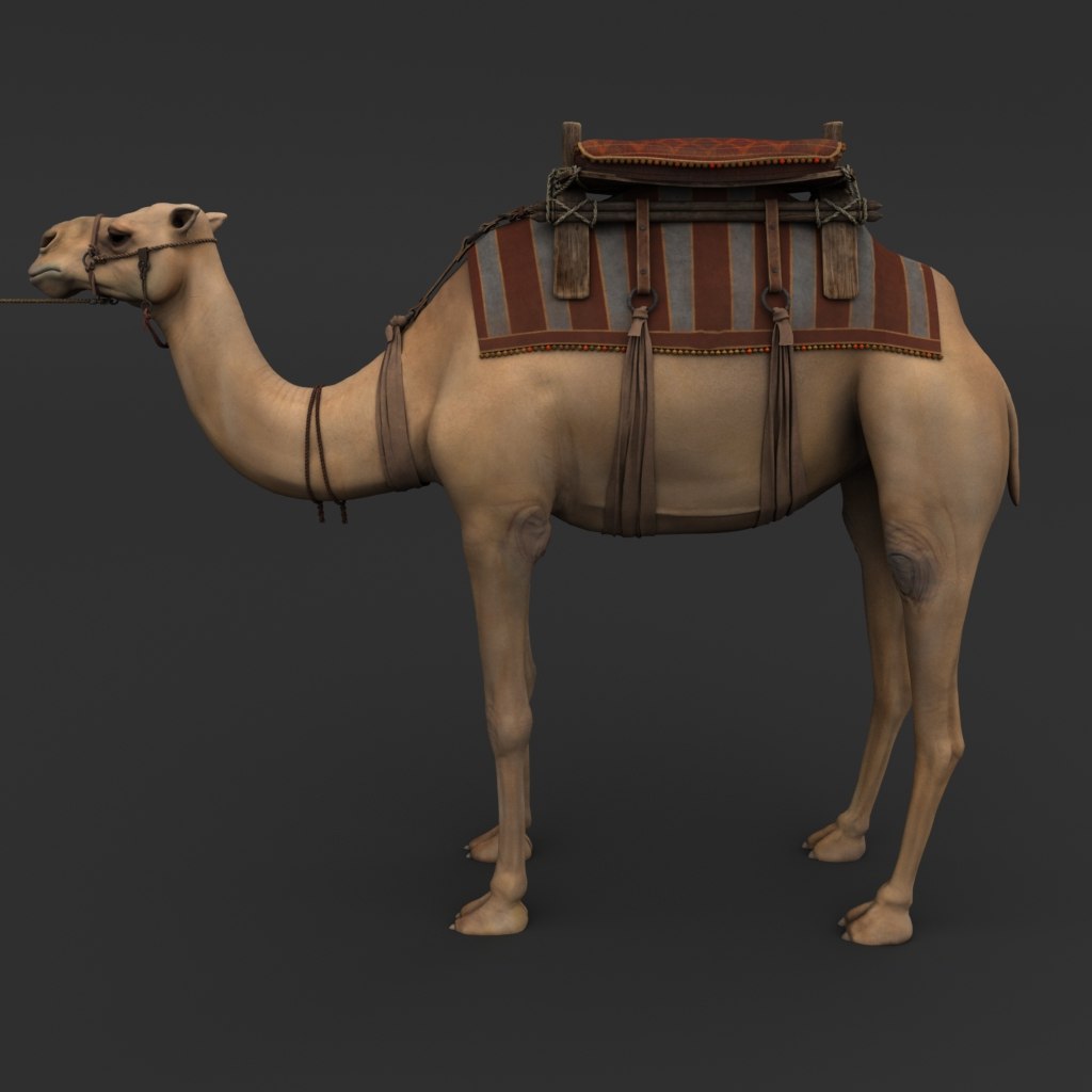 3D camel model TurboSquid 1521371