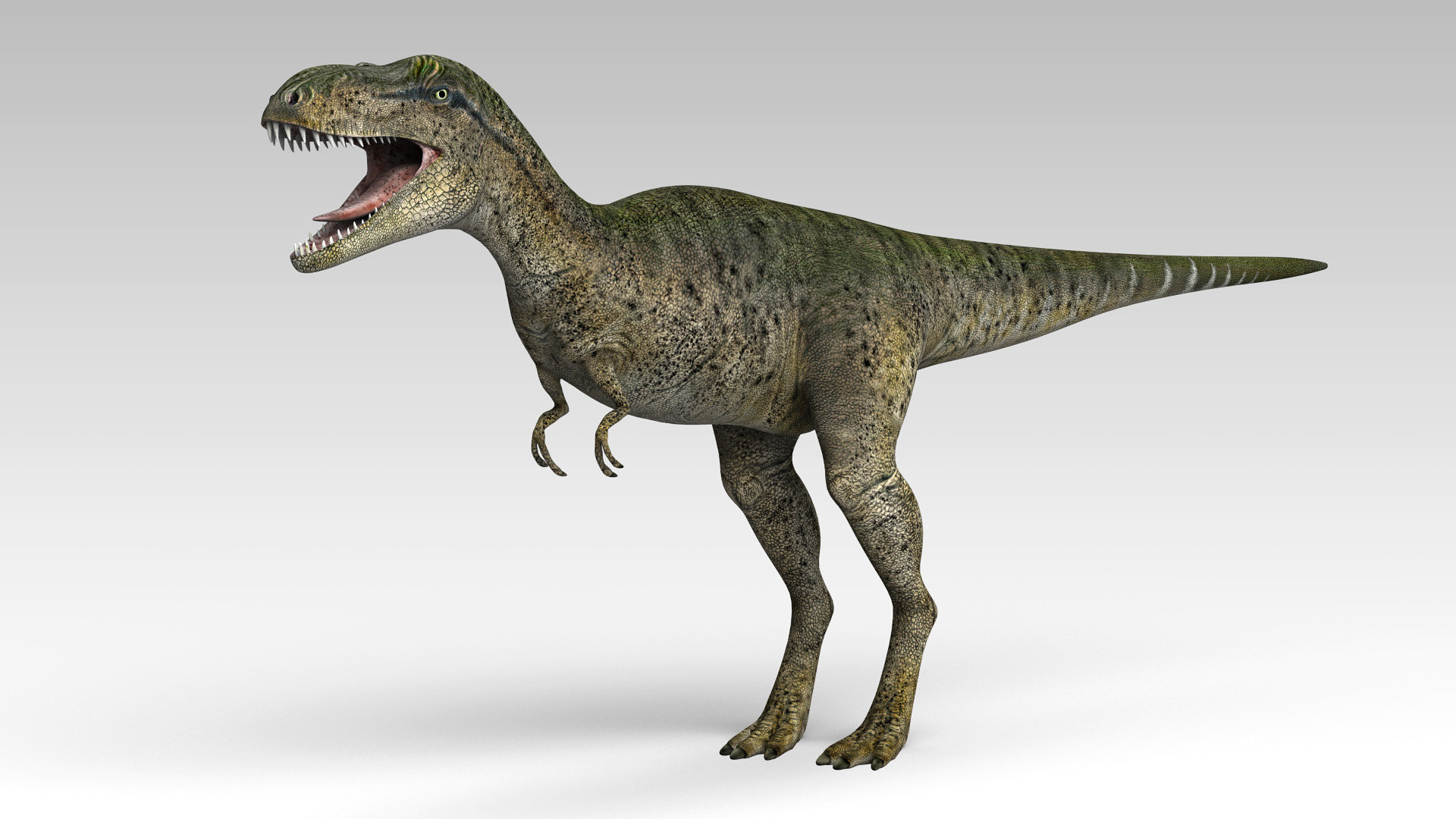 albertosaurus discovery