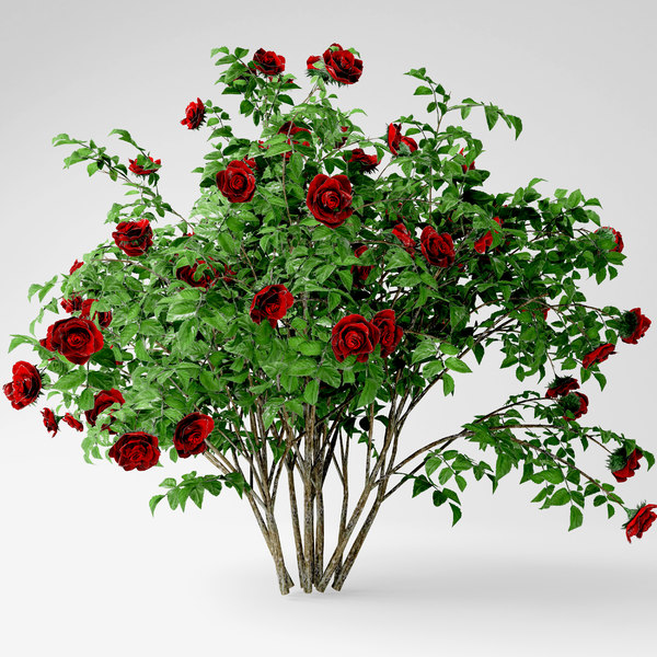 3D model red rose bush - TurboSquid 1521419