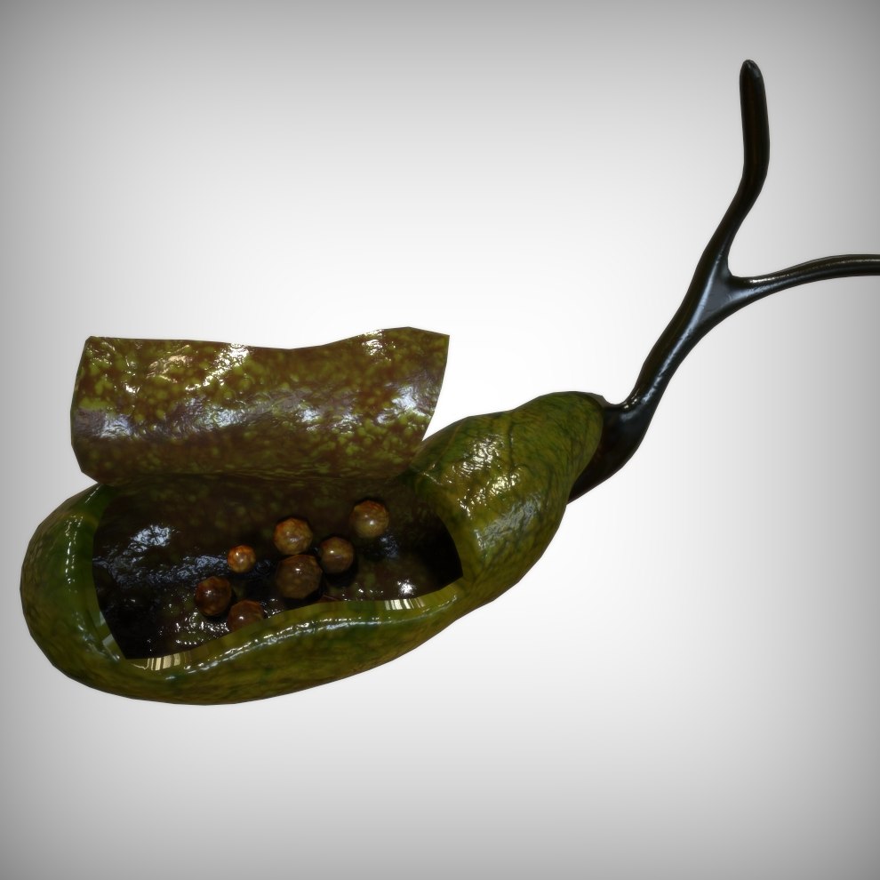 Human gallbladder anatomy 3D model TurboSquid 1521463