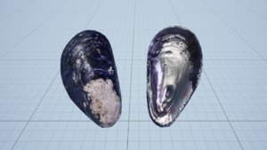 3D mussel shell