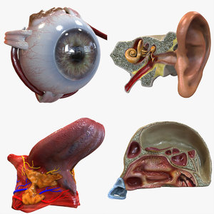 3D human senses
