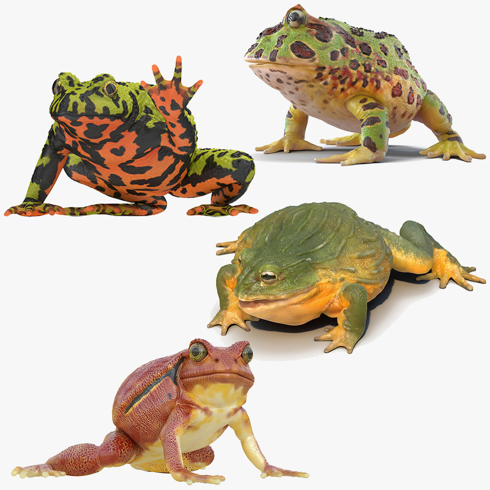 Interior Frog In Blender
