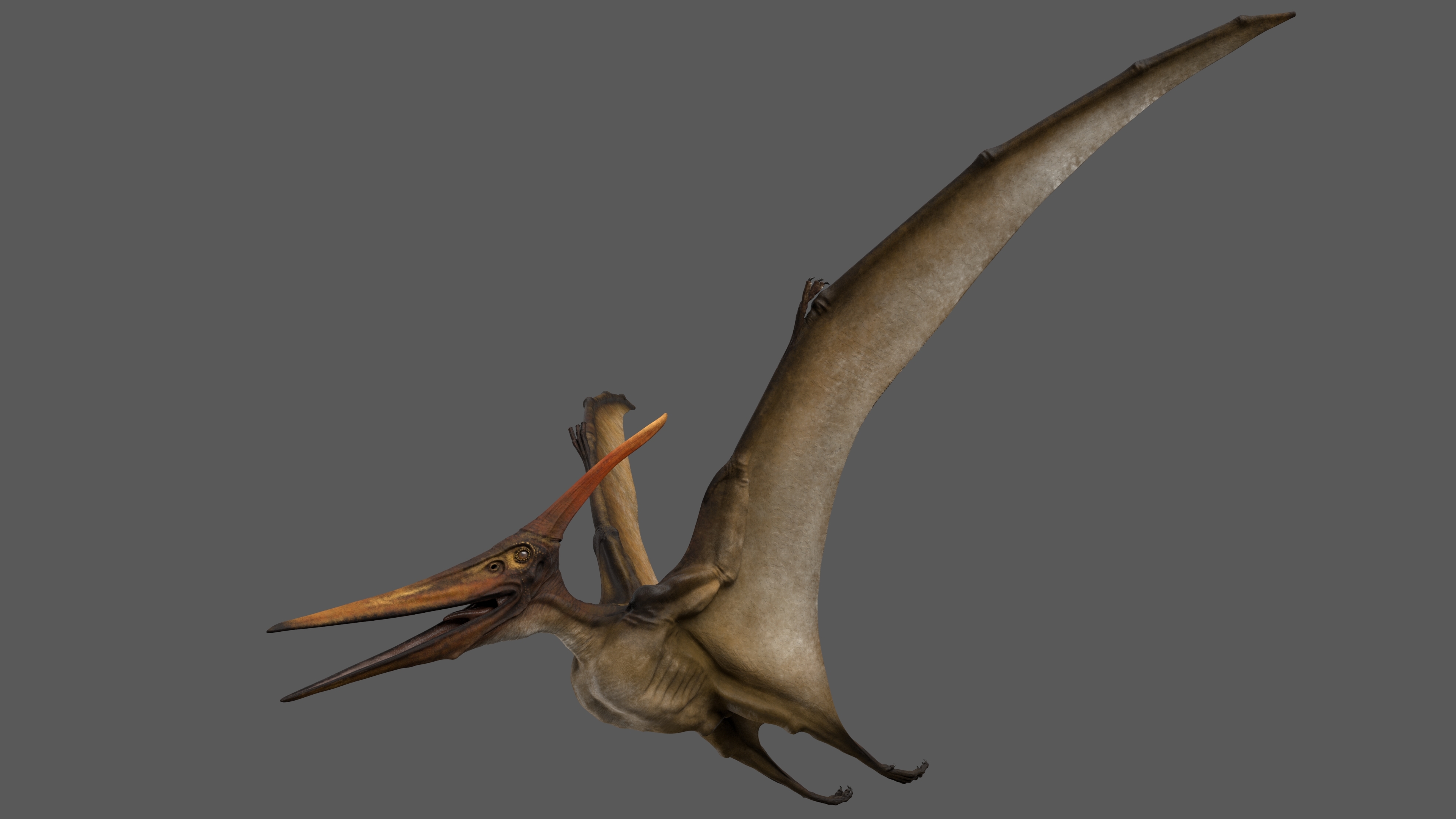 pteranodon 3d