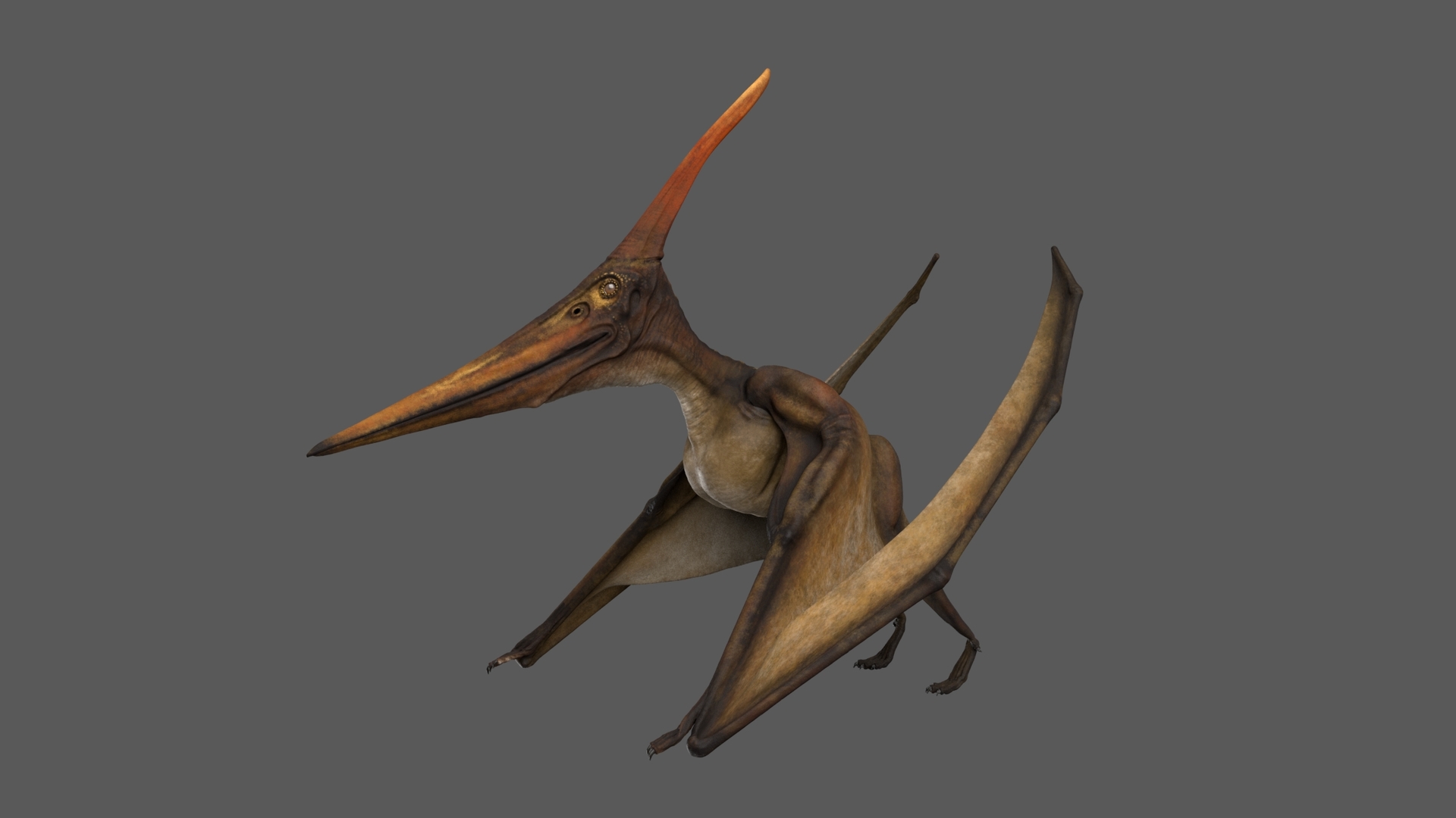 3D model pteranodon longiceps animation flying - TurboSquid 1521767