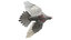 rigging dove fur anatomy 3D