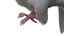 rigging dove fur anatomy 3D