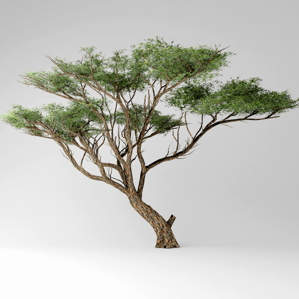acacia tree model