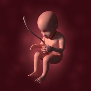 3D fetus anatomy