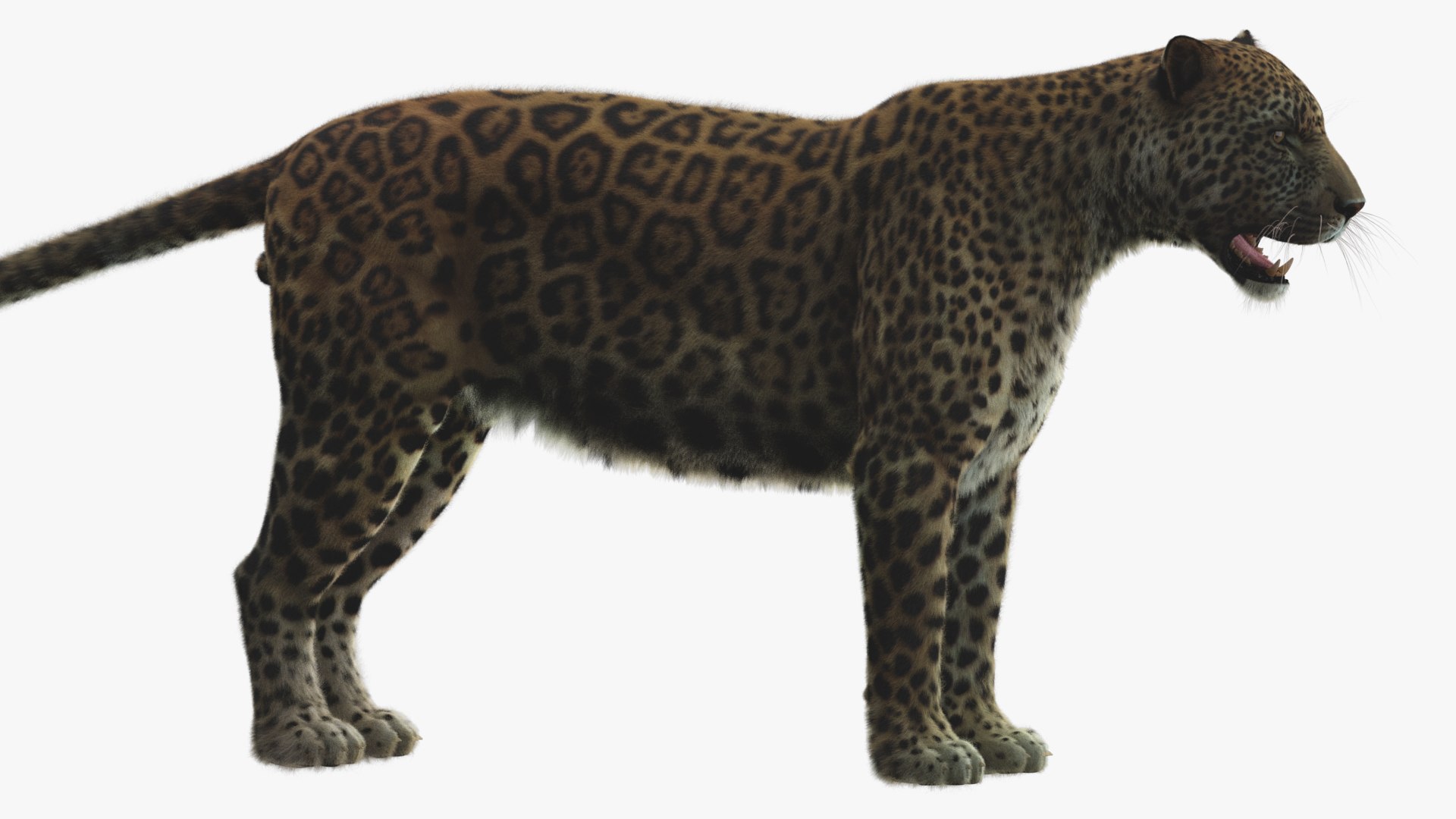 3D modeled leopard model - TurboSquid 1522474
