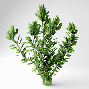 3D hydrilla plant model