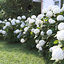 3D flowering bushes