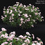 3D flowering bushes