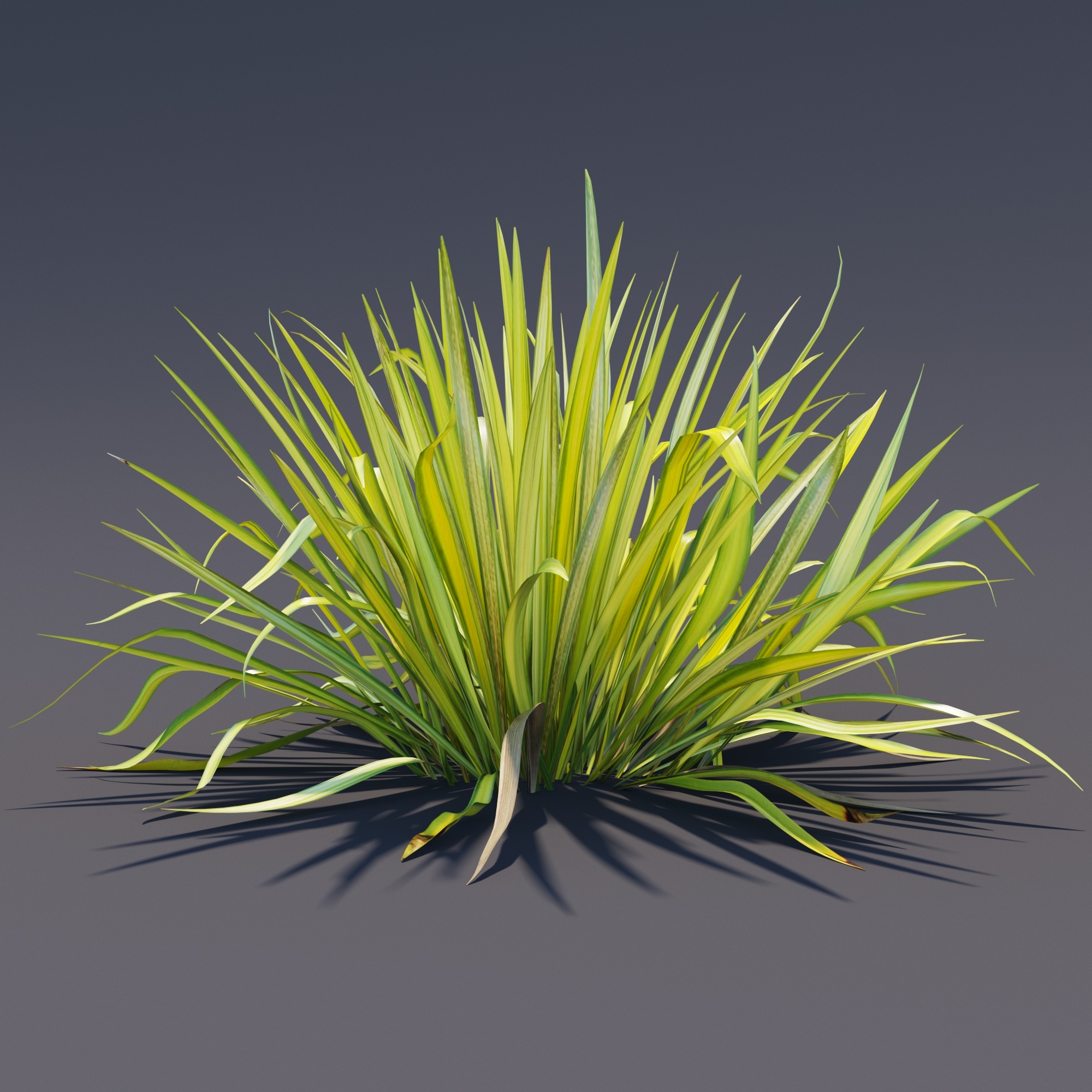 phormium3d模型