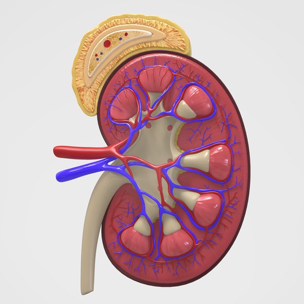 Почк. Макет почки человека. Почка в разрезе анатомия.