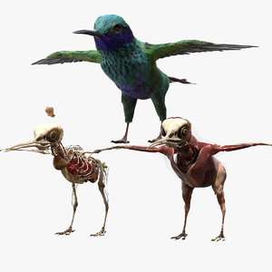 rigging hummingbird fur anatomy 3D model